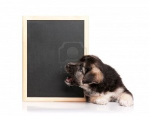 12833538-cute-puppy-of-1-5-months-old-with-a-blackboard-over-white-background