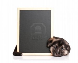 13144920-cute-puppy-of-1-5-months-old-with-a-blackboard-over-white-background