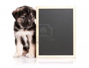 15334554-cute-puppy-of-1-5-months-old-with-a-blackboard-over-white-background