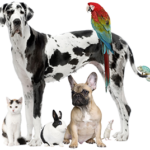 Image of a group of pets