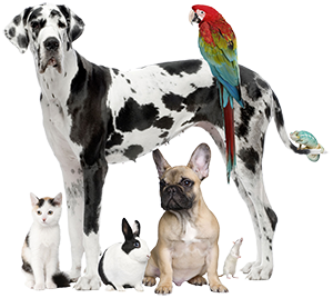 Image of a group of pets