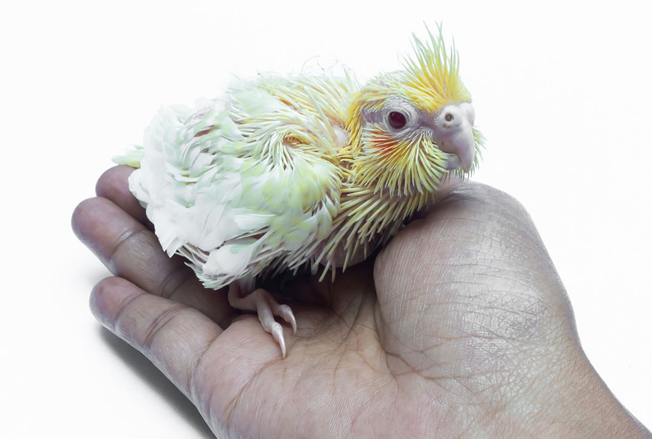 A cockatoo chick lying in a man's palm of hand