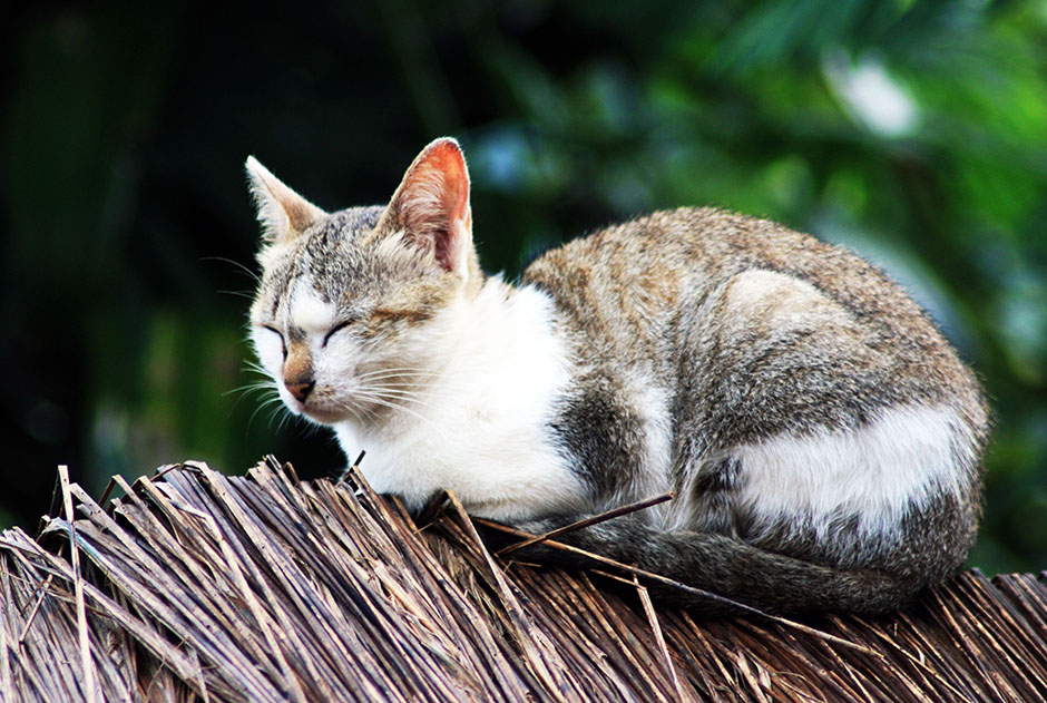 Cat lying on a thatched roof