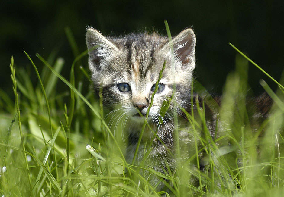 Kitten peeks through green grass