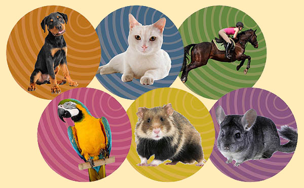 six circular images of pets and a horse set 2 yellow back 600px