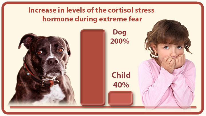 A picture of a dog and a girl with comparison of cortisol levels at extreme fear.