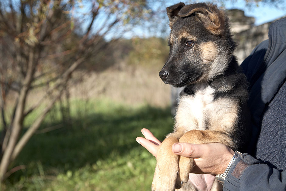Man holding a puppy in his hands