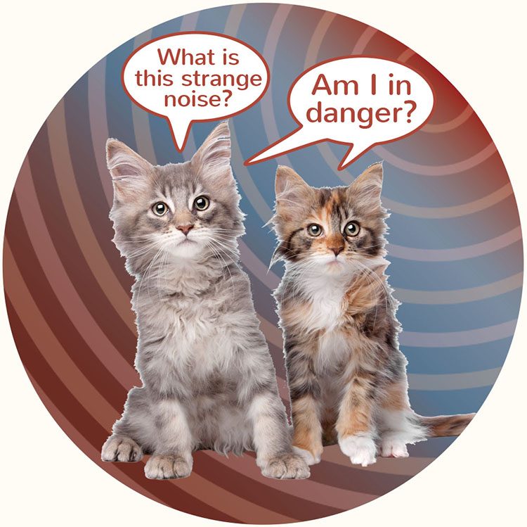 Two kitten worried because of noise