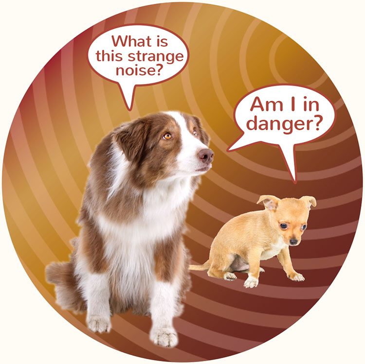 Two dogs worried because of noise