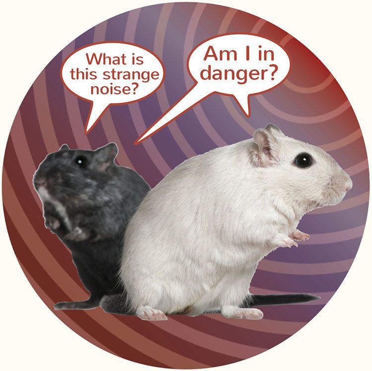 Two gerbils worried because of noise