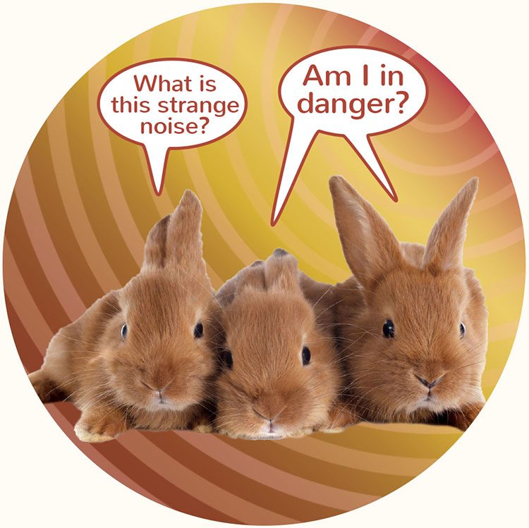 Three rabbits worried because of noise