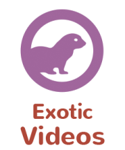 WeStopFear for Exotic Pets introduction videos icon