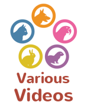 WeStopFear for Various Types of Pets introduction videos icon