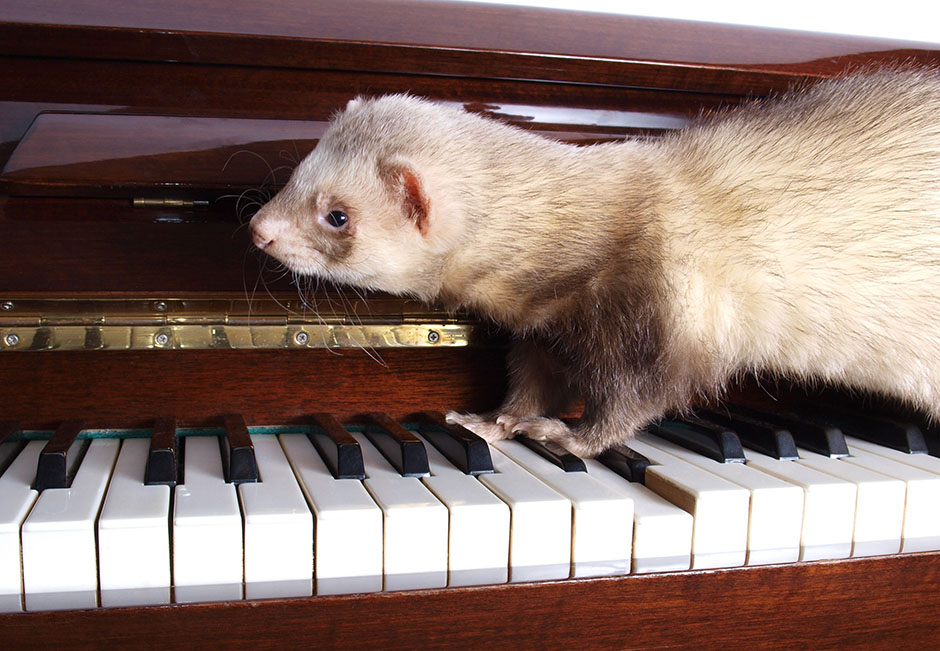 Ferret on a piano keyboard