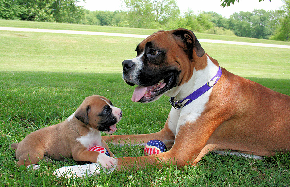 Boxer dog with puppy