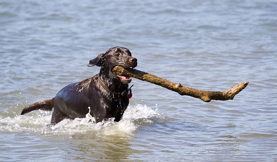 Labrador Retriever running in water with tree branch in his mouth