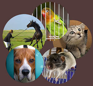 five animals captive circle images 300px