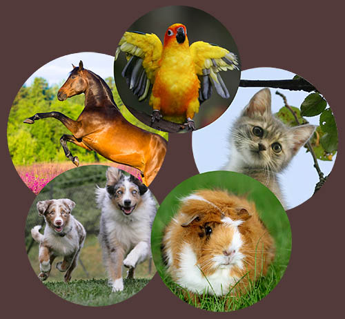 five animals free circle images 500px