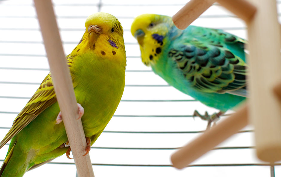 Two budgerigar pet birds in a cage.