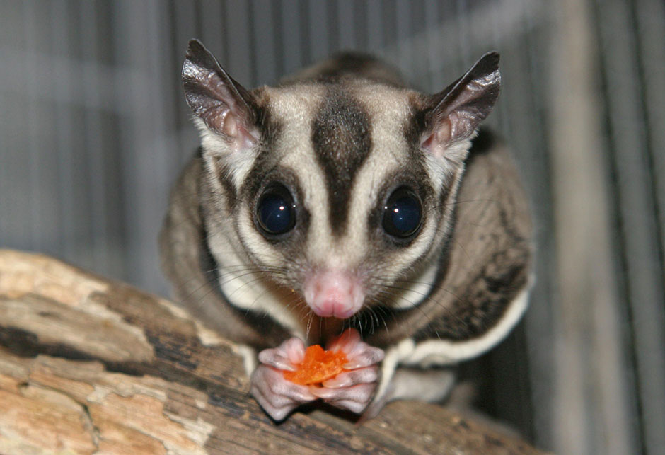 A sugar glider exotic pet eating a piece of fruit.