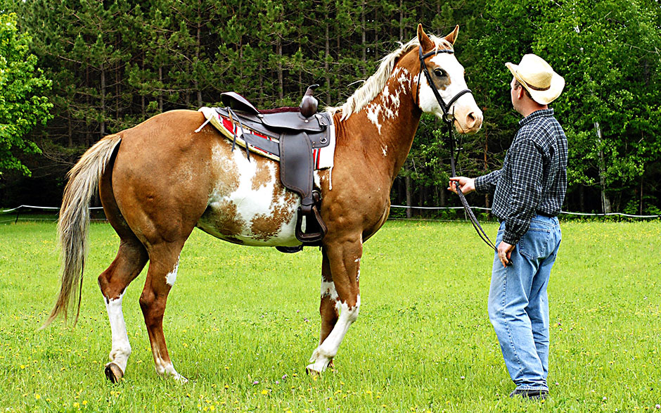 A saddled horse and its trainer.