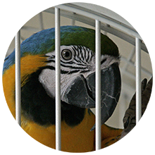 Head of a Macaw parrot inside a cage