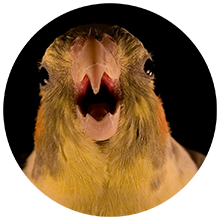 Head of a parrot with its beak open