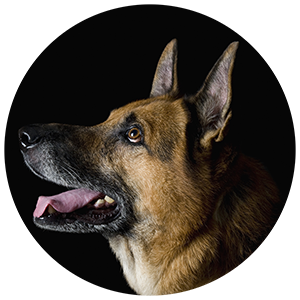 profile image of a German Shepherd head