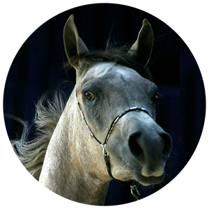 Head of a horse with a black background
