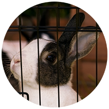 Picture of the head of a grey and white rabbit inside a cage