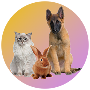 A dog, a cat and a rabbit together