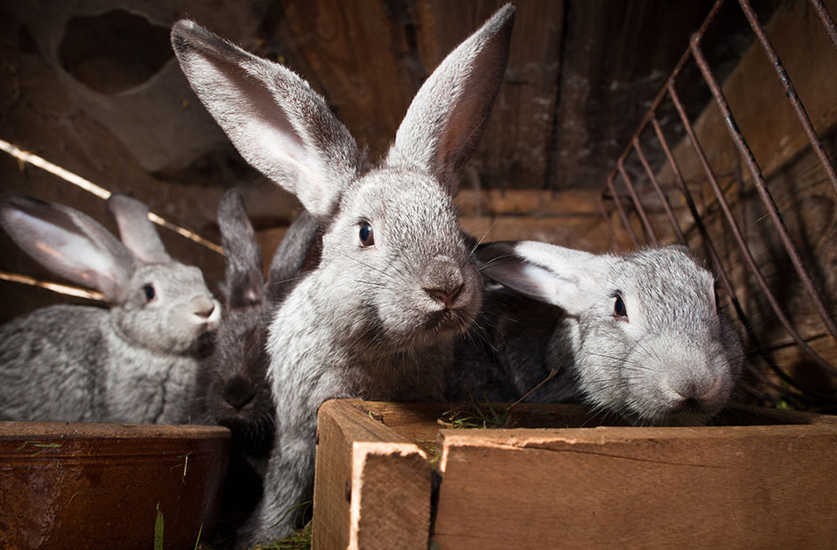 Grey rabbits inside a shed