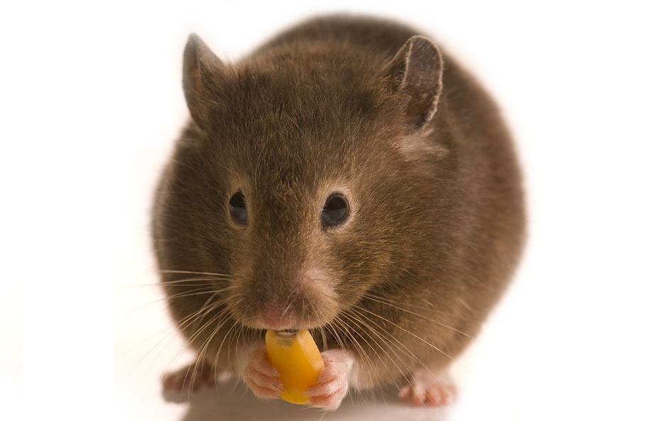Hamster eating a corn bean