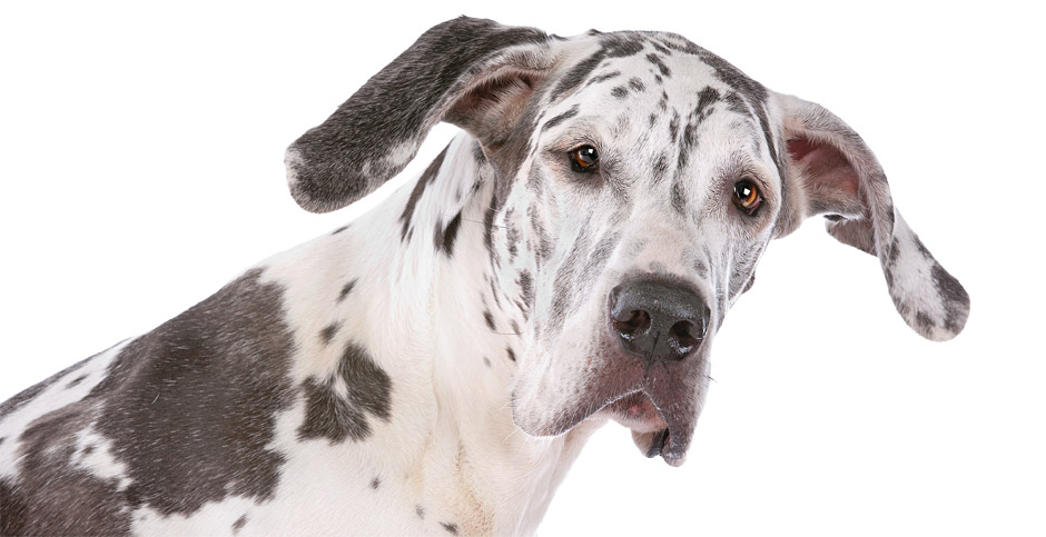 stage-image-940x483px-great-dane