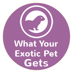 What your exotic pet gets icon