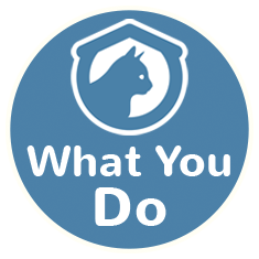 What you do indoor cats icon